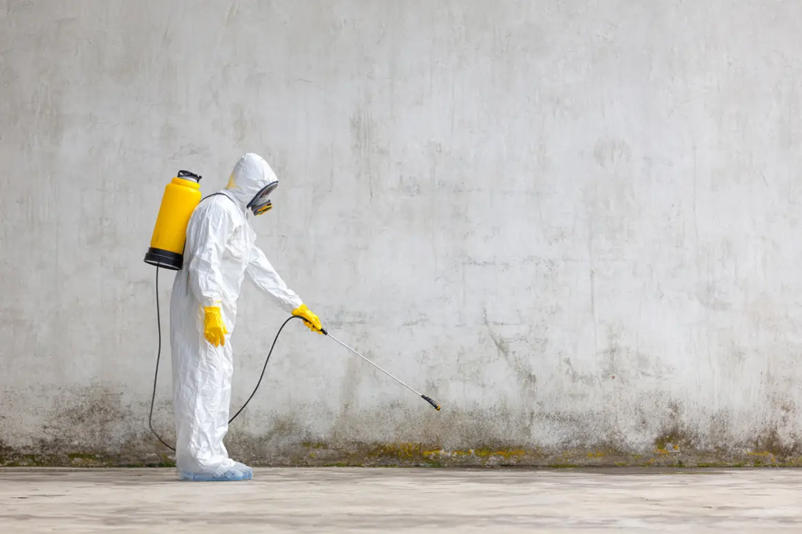 mold remediation